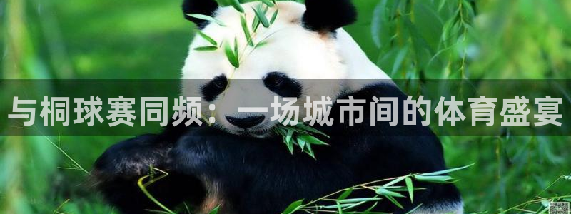 与桐球赛同频：一场城市间的体育盛宴